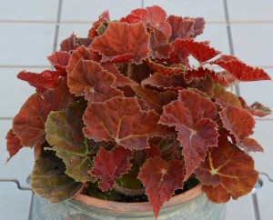 Exceptionnelles2016Begonia Autumn Ember