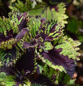 Exceptionnelles2016Coleus Under The Sea Fish Net