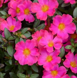 Exceptionnelles2016Portulaca Grandiflora Mojave Fuscsia