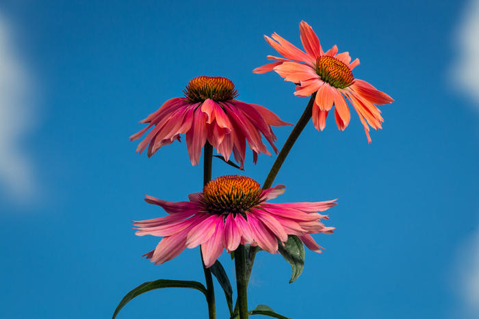 Echinacea cv.