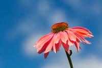 Echinacea cv.
