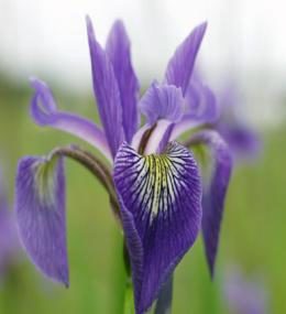 L'Iris versicolore est l'emblème floral du Québec